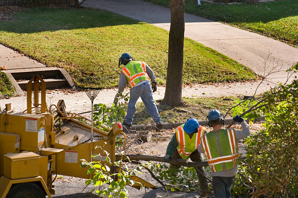 Trusted Commercial Point, OH Tree Removal and Landscaping Services Experts